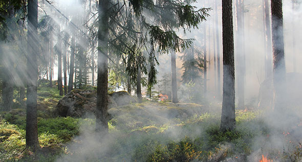 Prévention des incendies de forêt