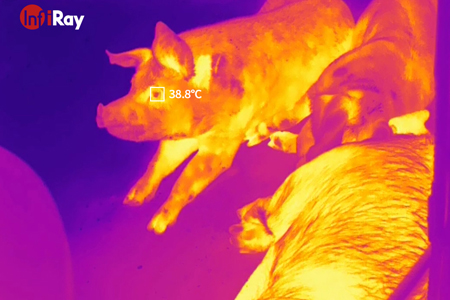 L'épidémie de peste porcine africaine? Les caméras thermiques InfiRay aident à créer une agriculture intelligente